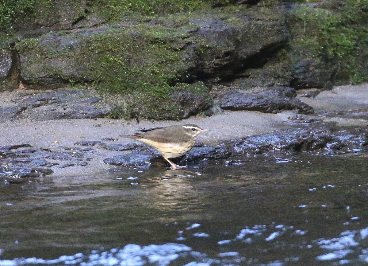 Louisiana Waterthrush - Lucas Corneliussen