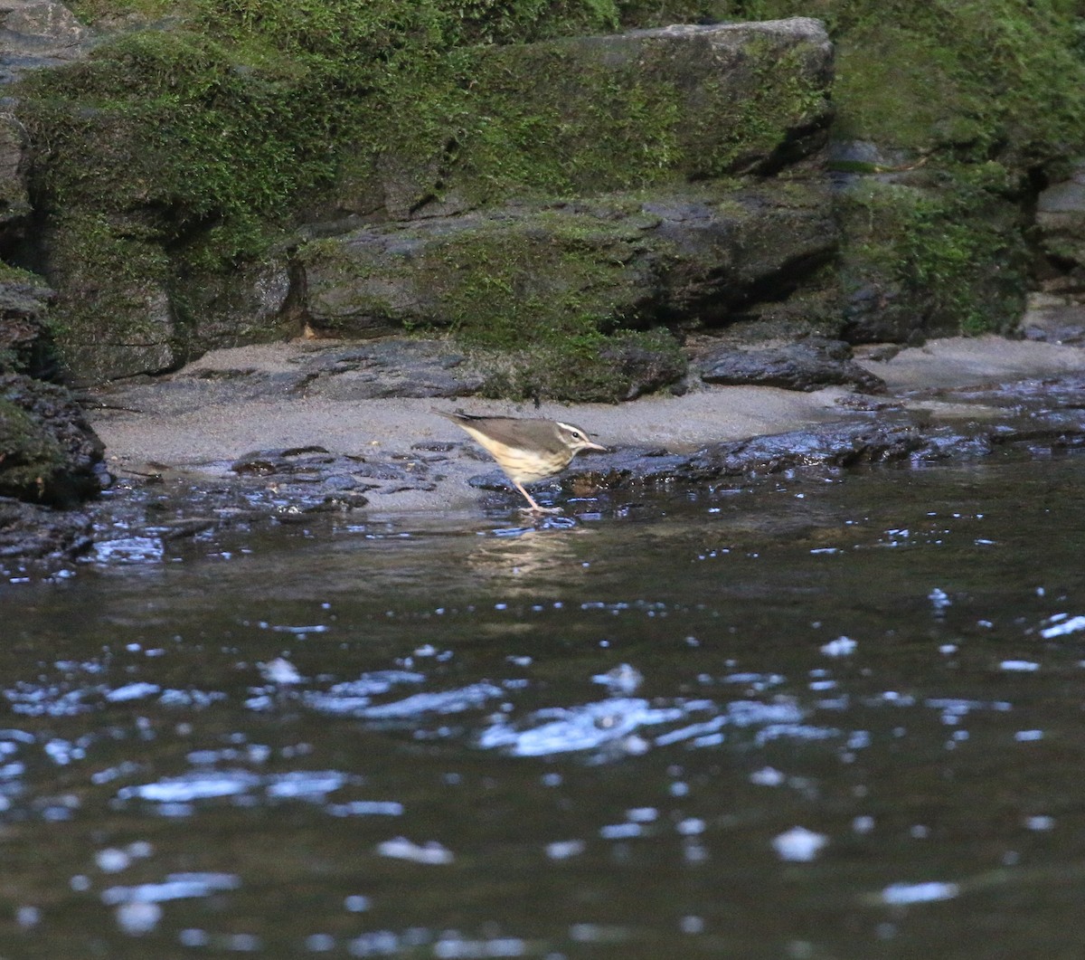 Louisiana Waterthrush - Lucas Corneliussen