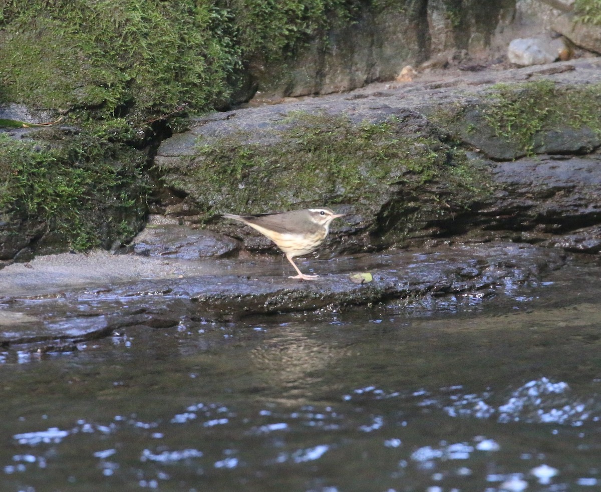 Louisiana Waterthrush - Lucas Corneliussen