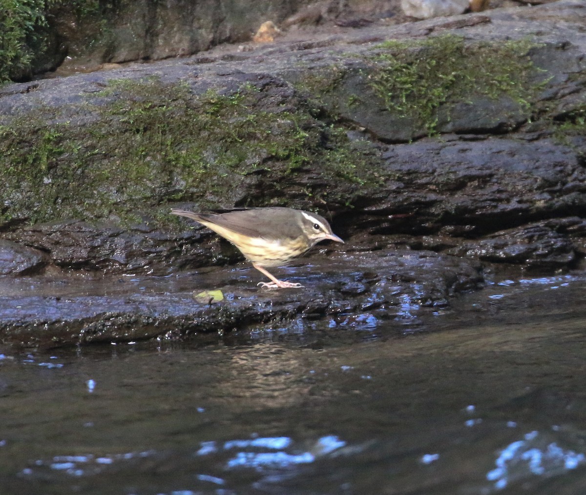 Louisiana Waterthrush - Lucas Corneliussen