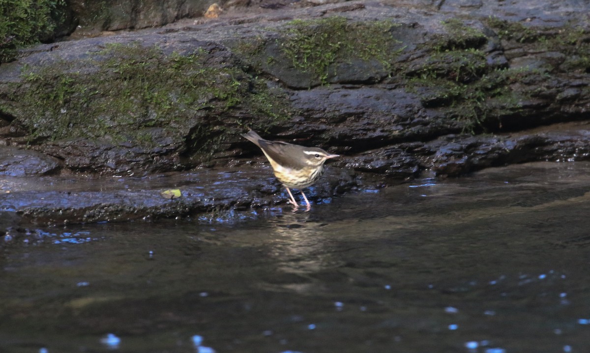 Louisiana Waterthrush - Lucas Corneliussen