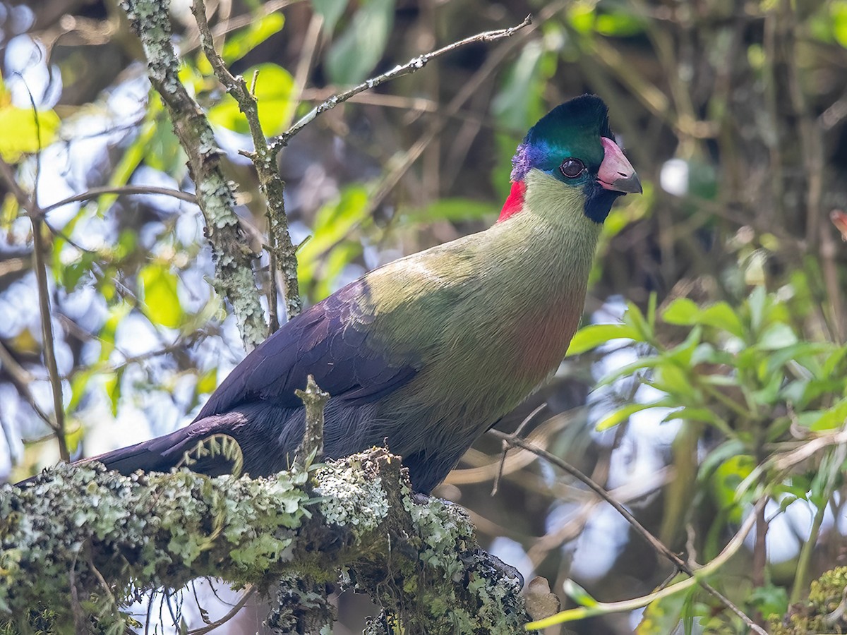 Ruwenzori Turaco