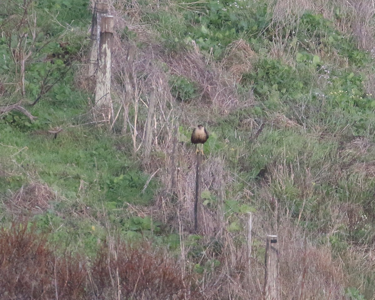 Crested Caracara (Northern) - ML614471019