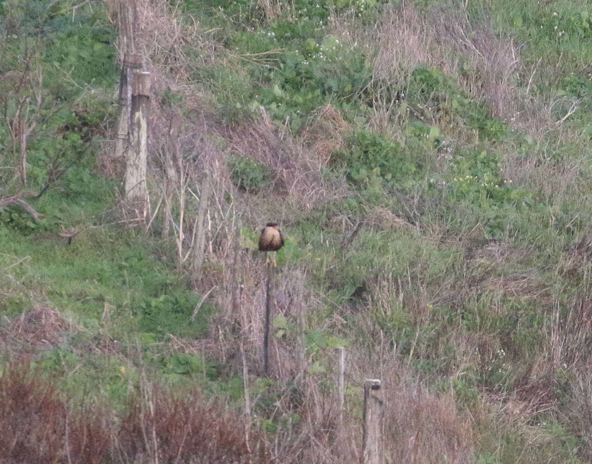 Crested Caracara (Northern) - ML614471020