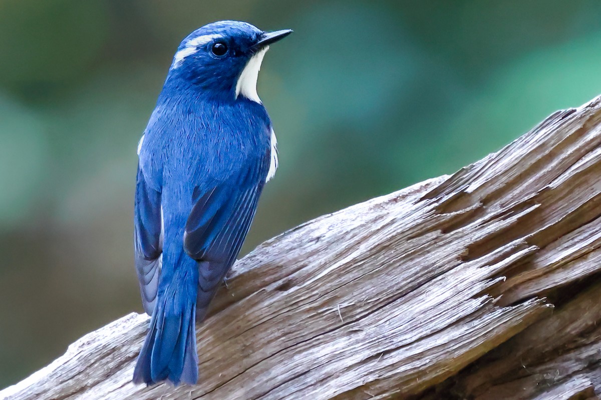 Ultramarine Flycatcher - ML614471028