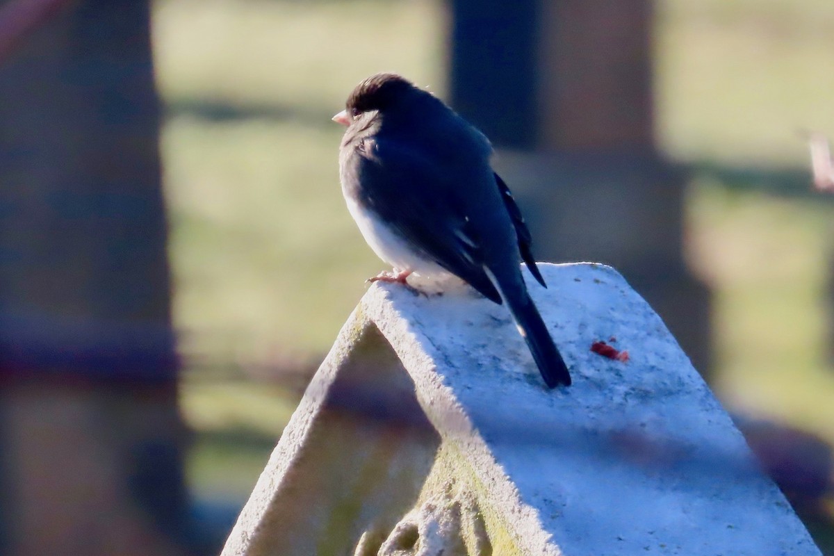 Junco Ojioscuro - ML614471056