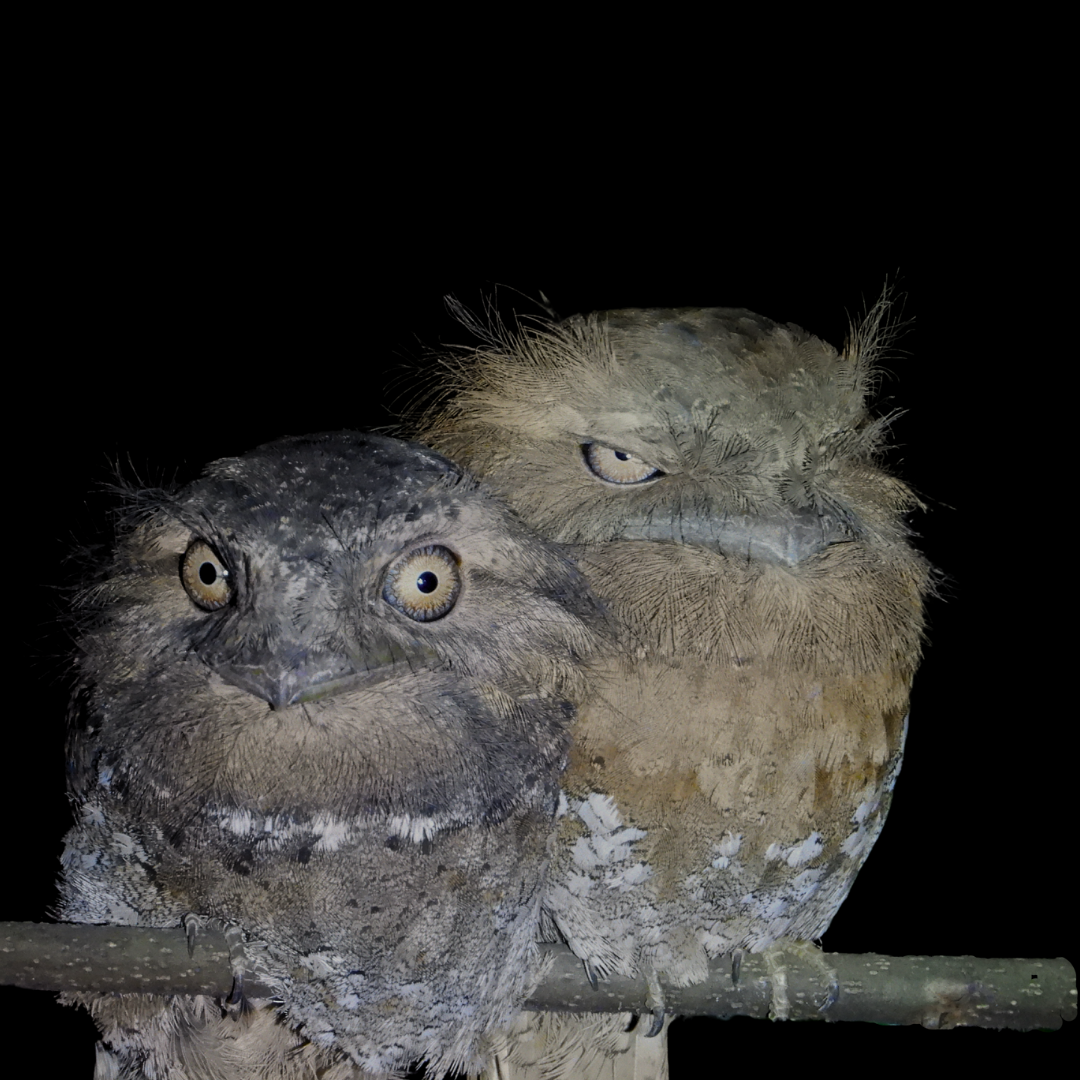 Sri Lanka Frogmouth - Jai Dhithyan