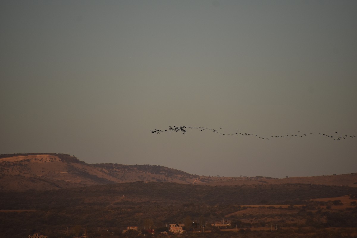White-faced Ibis - ML614471068
