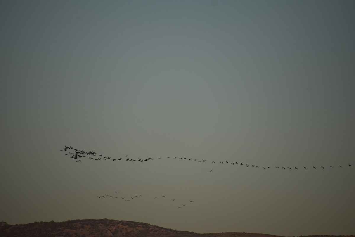 White-faced Ibis - ML614471084