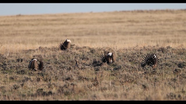 salviejerpe - ML614471098