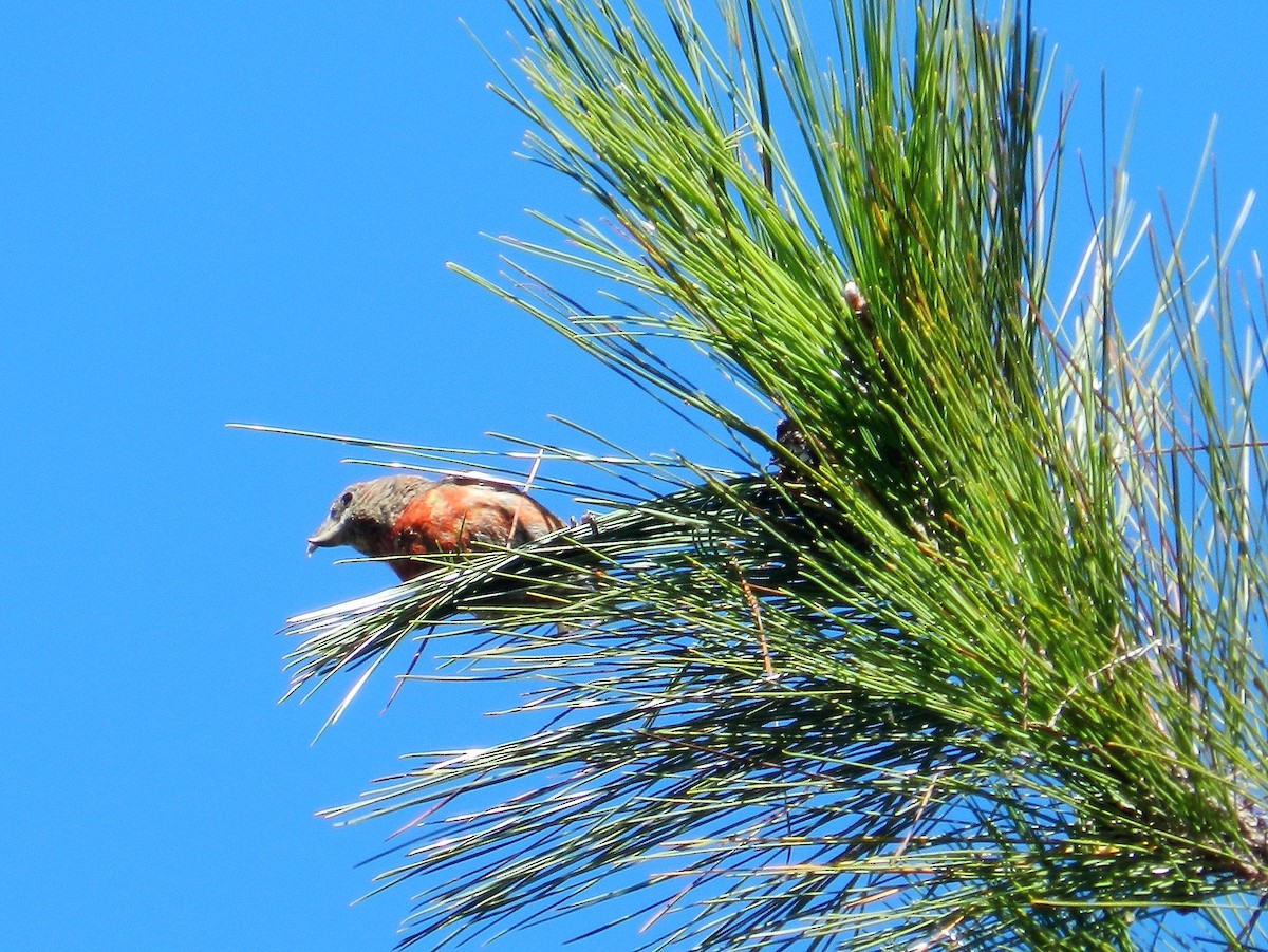 Hispaniolan Crossbill - Richard Jeffers