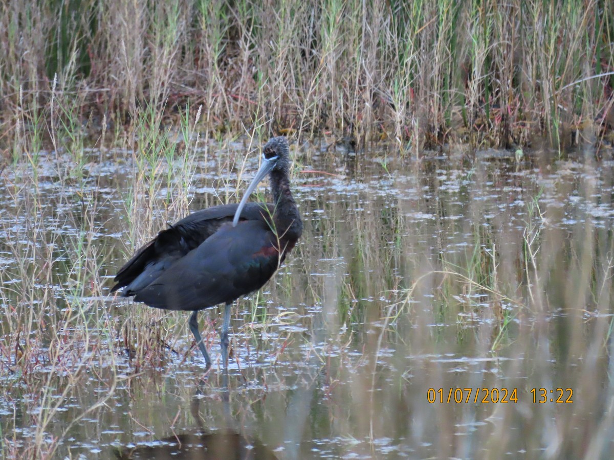 Glossy Ibis - ML614471165