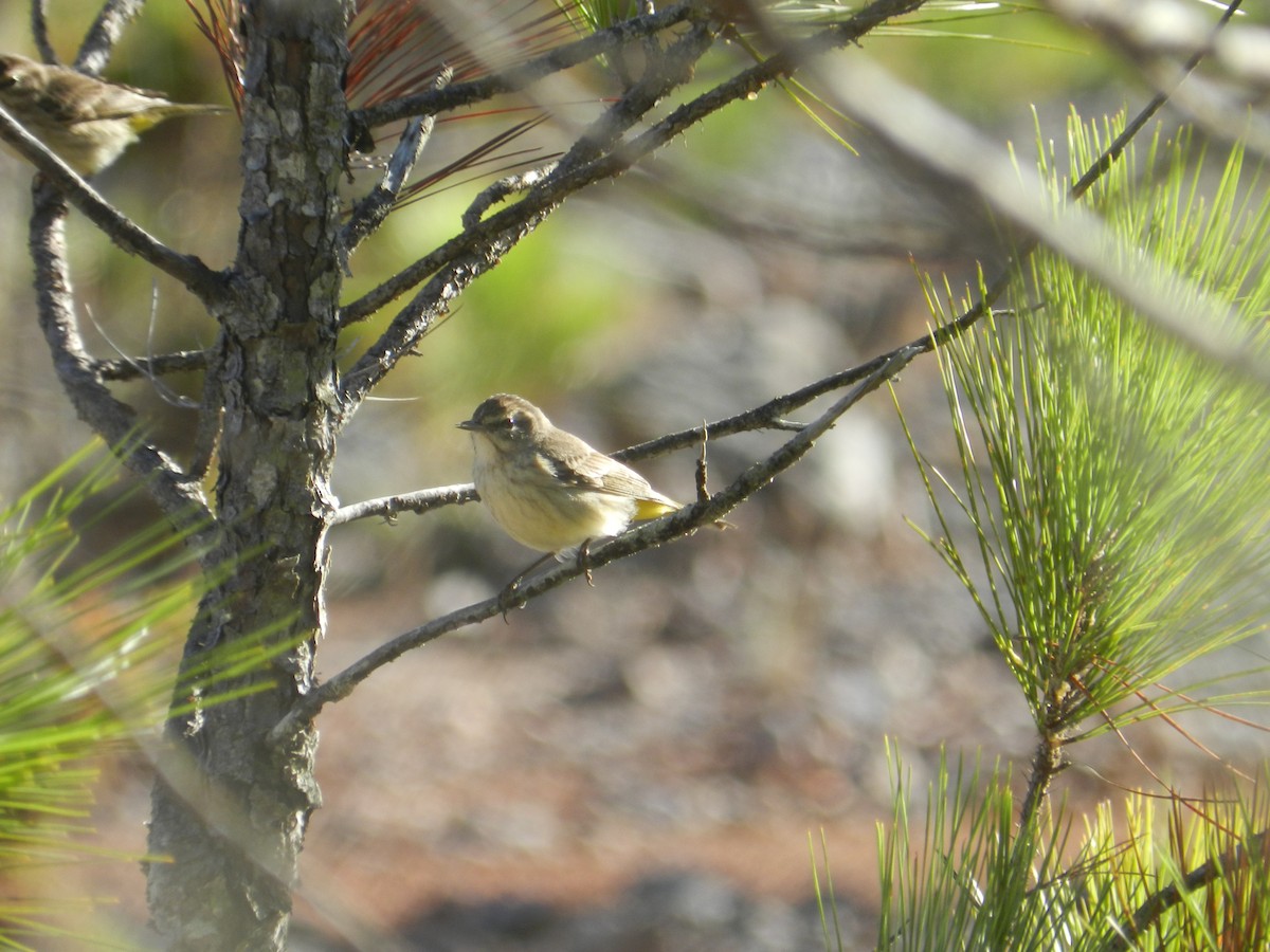 Palm Warbler - Richard Jeffers