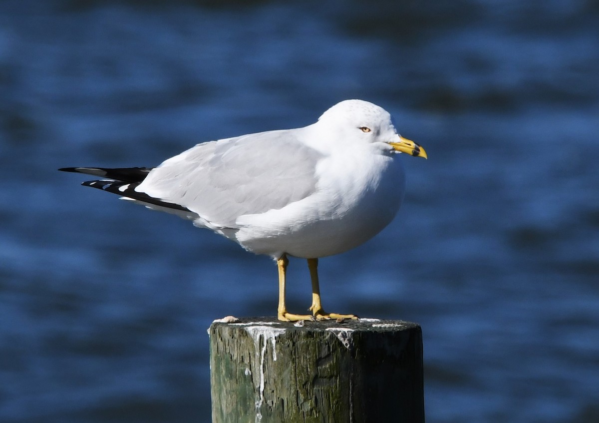 Ring-billed Gull - ML614471223