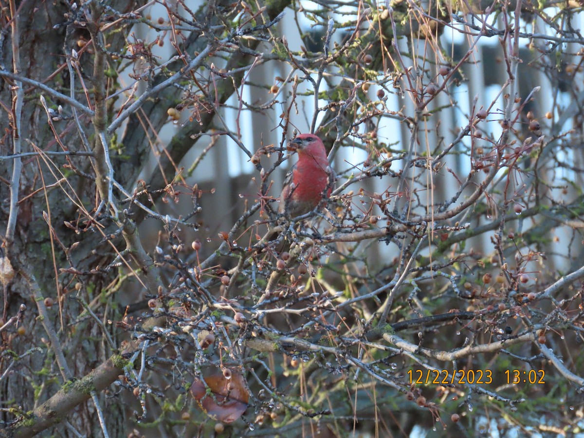 Pine Grosbeak - ML614471246