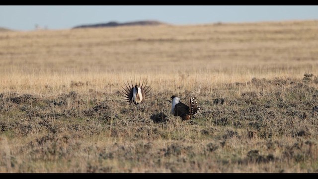 Gallo de las Artemisas Grande - ML614471323