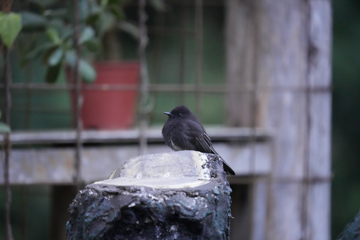 Black Phoebe - Kevin Scaldeferri