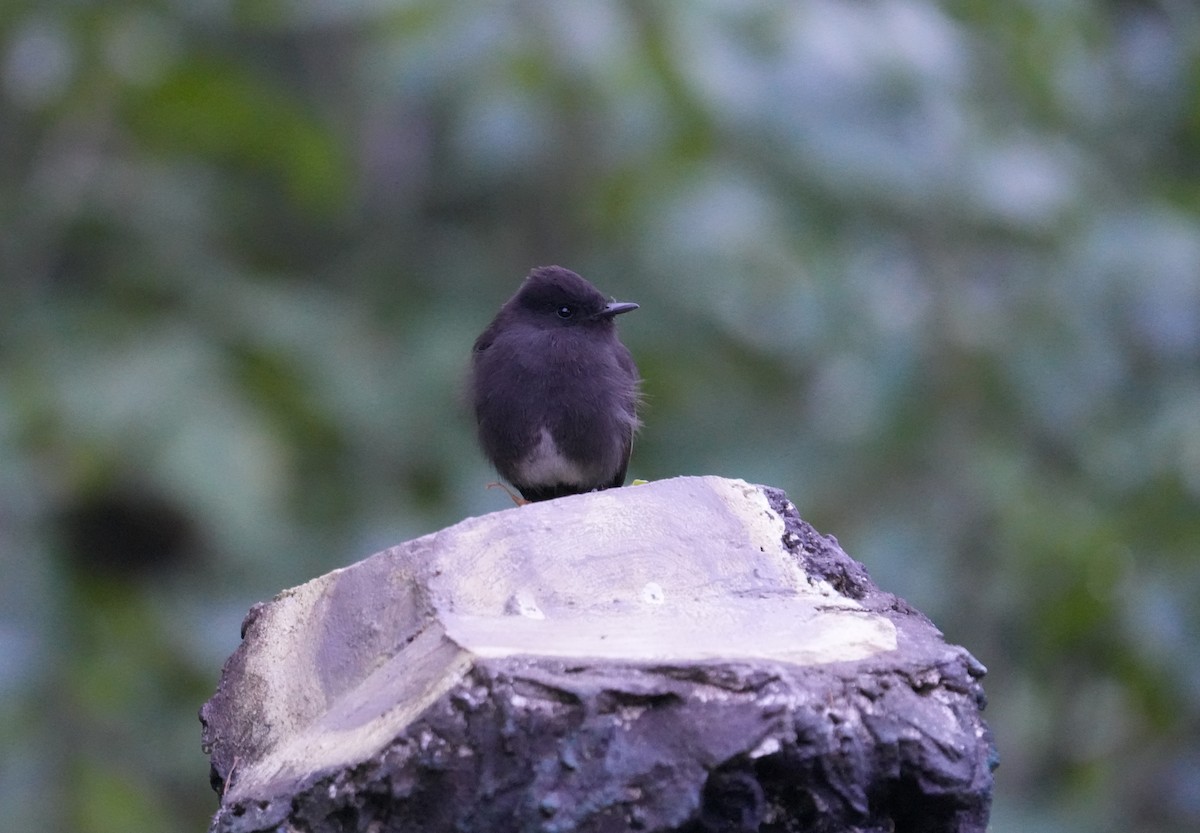 Black Phoebe - ML614471327