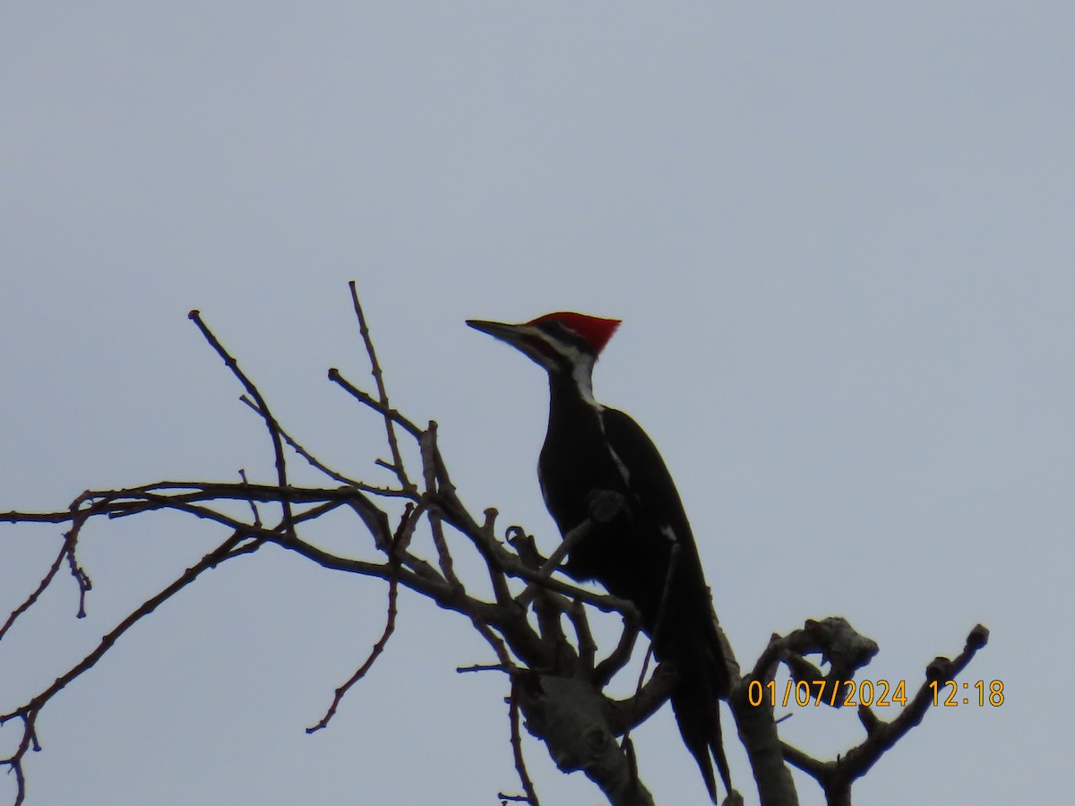 Pileated Woodpecker - Larry & Patty Marsh