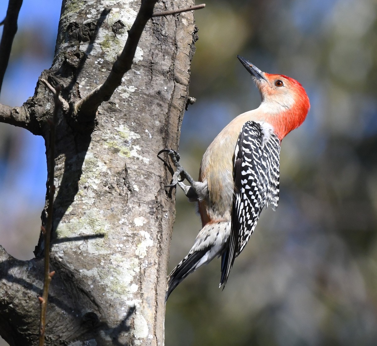 Red-bellied Woodpecker - ML614471342