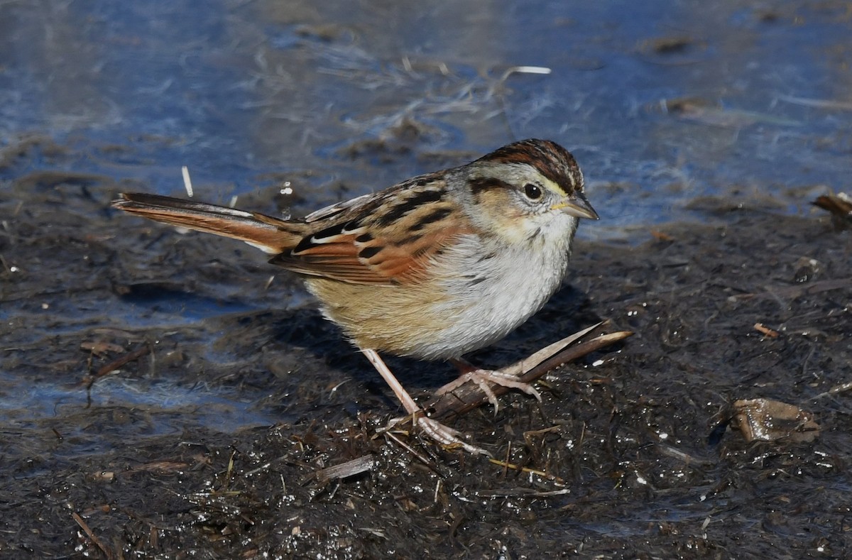 Swamp Sparrow - David True