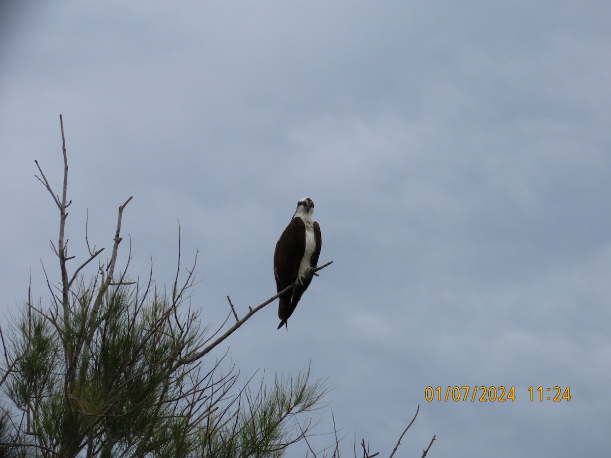 Osprey - Larry & Patty Marsh