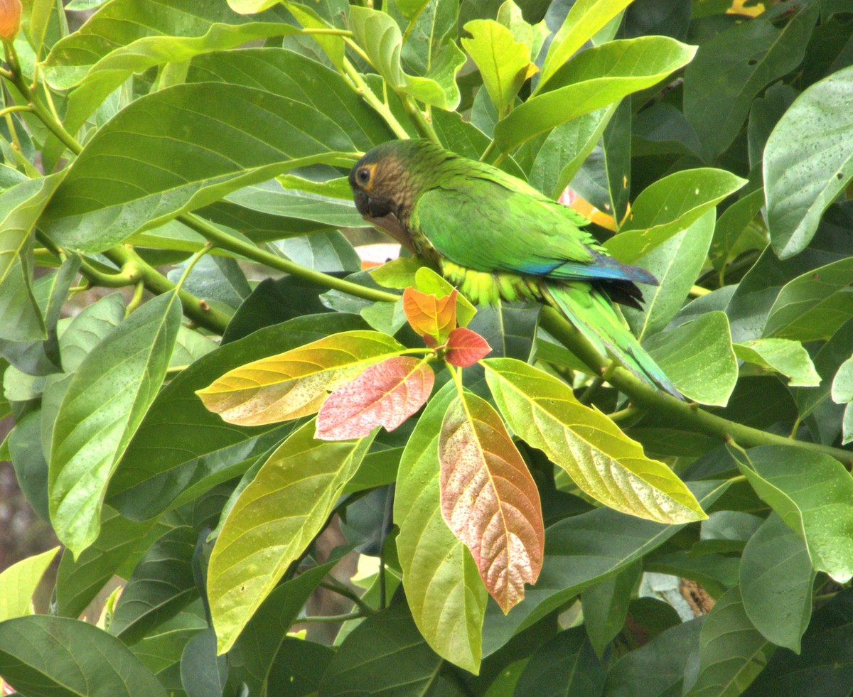 Brown-throated Parakeet - Manuel Pérez R.