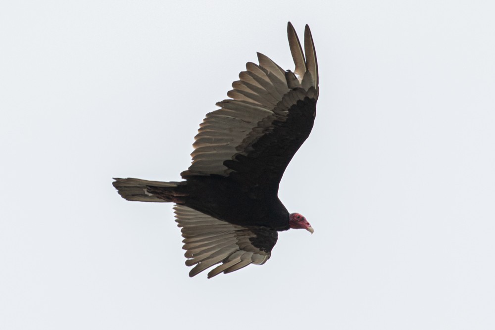 Turkey Vulture - Denis Corbeil