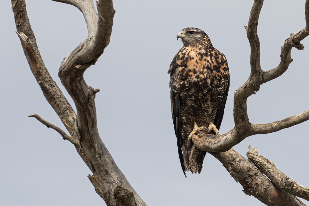 Black-chested Buzzard-Eagle - Denis Corbeil