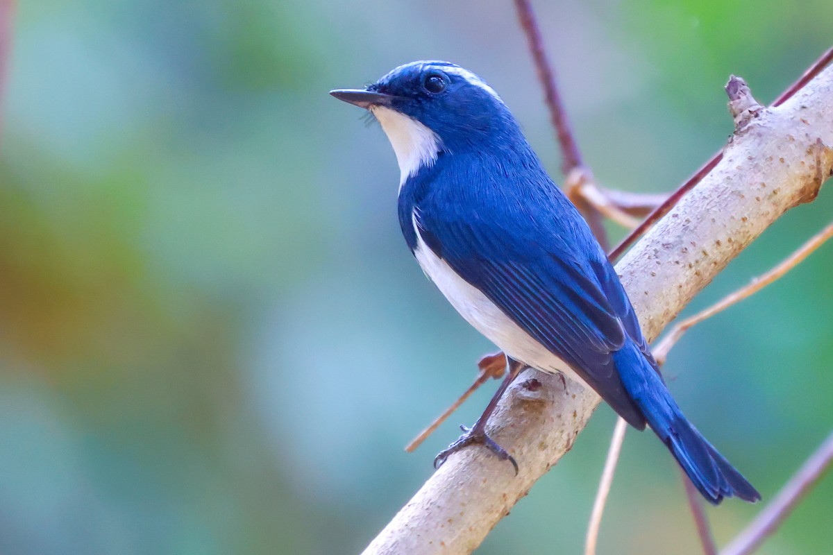 Ultramarine Flycatcher - ML614471486