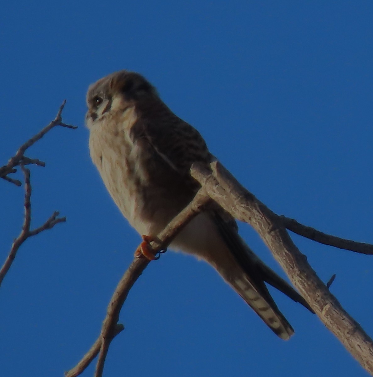 American Kestrel - ML614471519