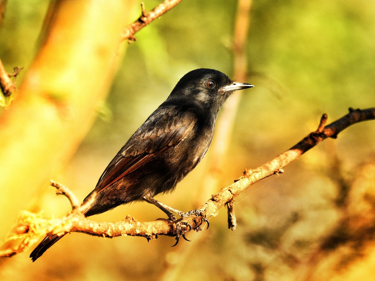 White-winged Black-Tyrant - ML614471533