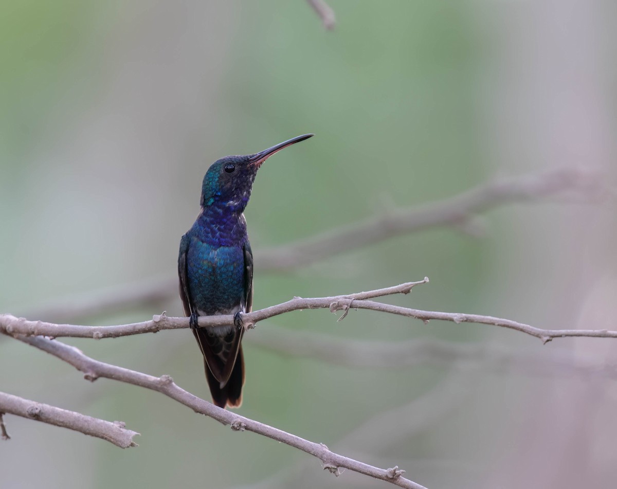 Sapphire-throated Hummingbird - Brad Murphy