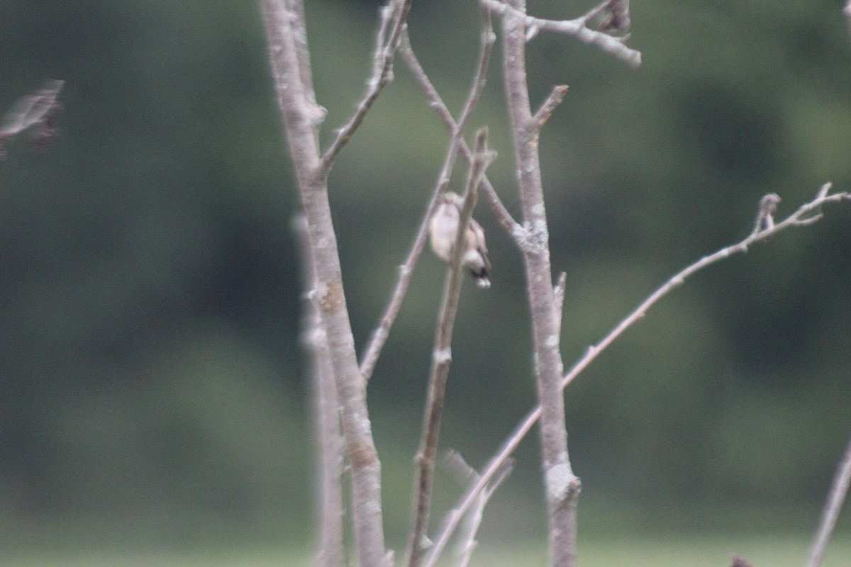 Yakut Boğazlı Kolibri - ML614471586