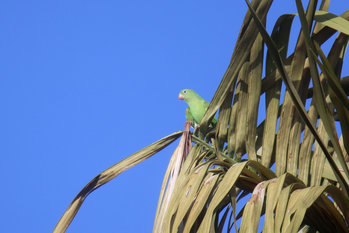 Yellow-chevroned Parakeet - ML614471602