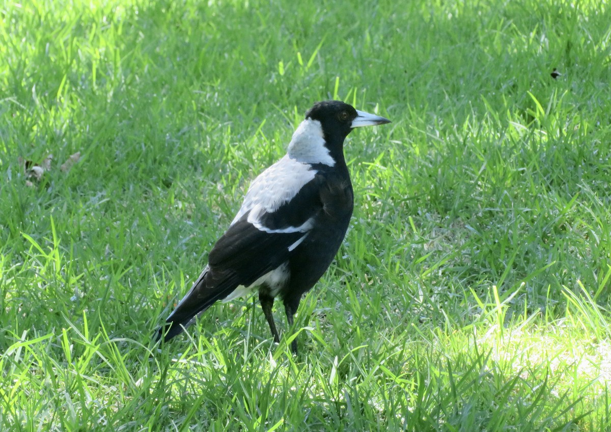 Australian Magpie - ML614471623