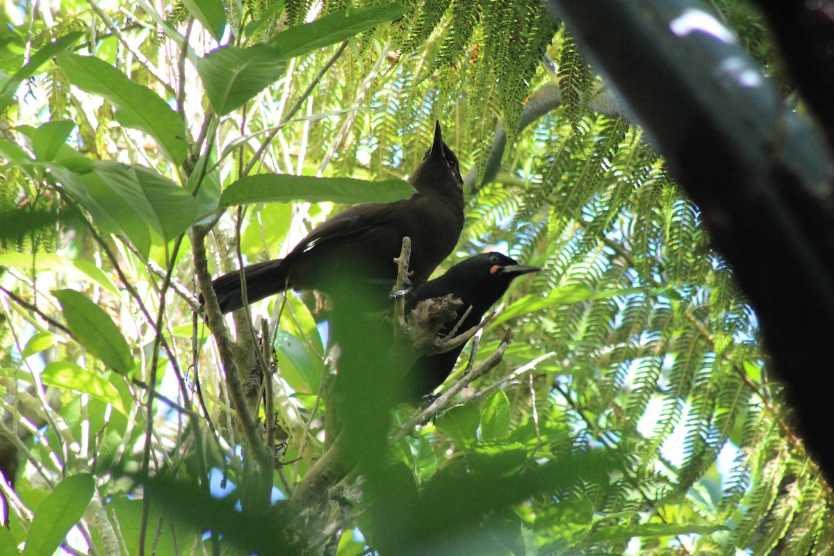 South Island Saddleback - ML614471673