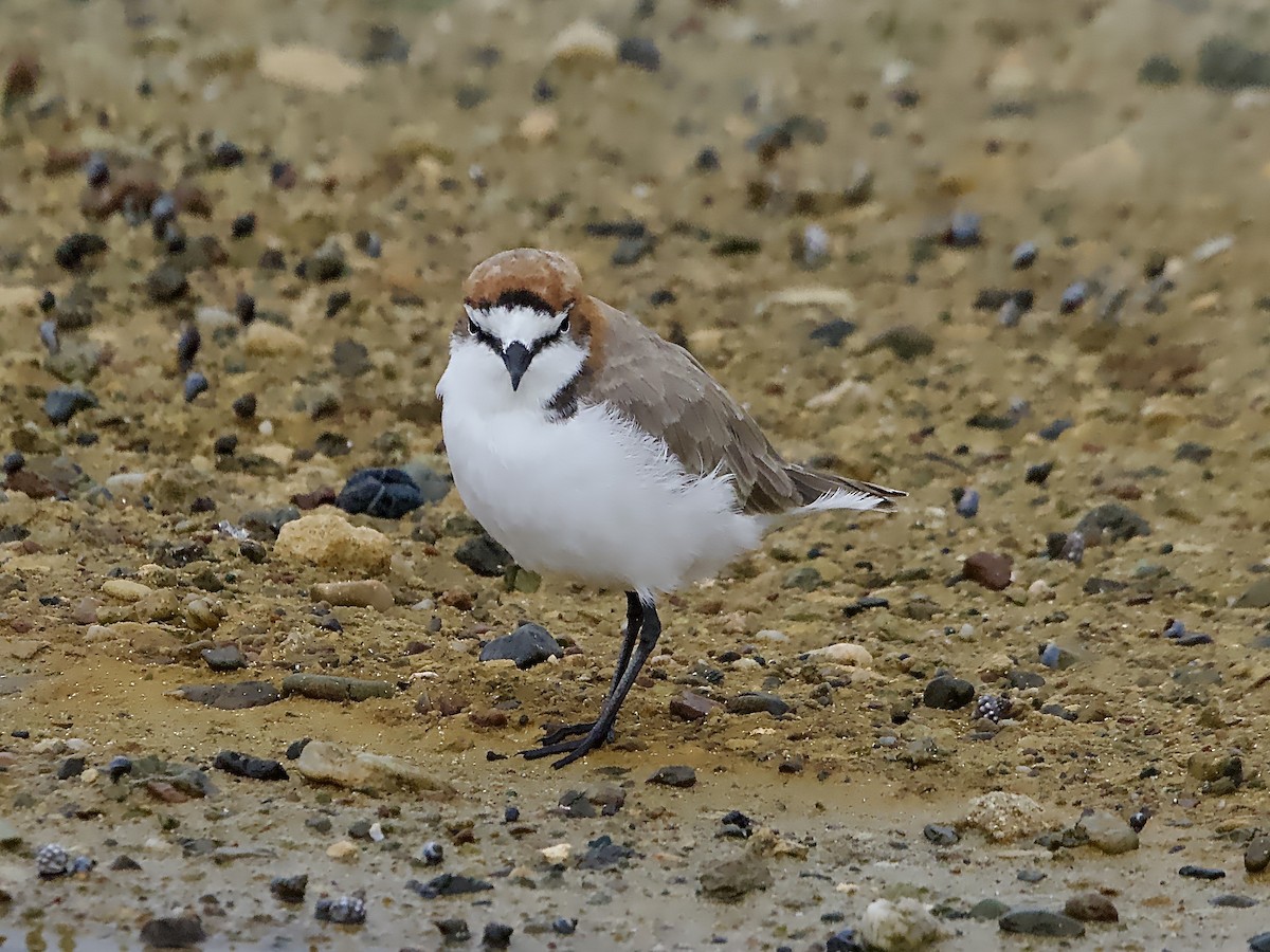 Red-capped Plover - ML614471675