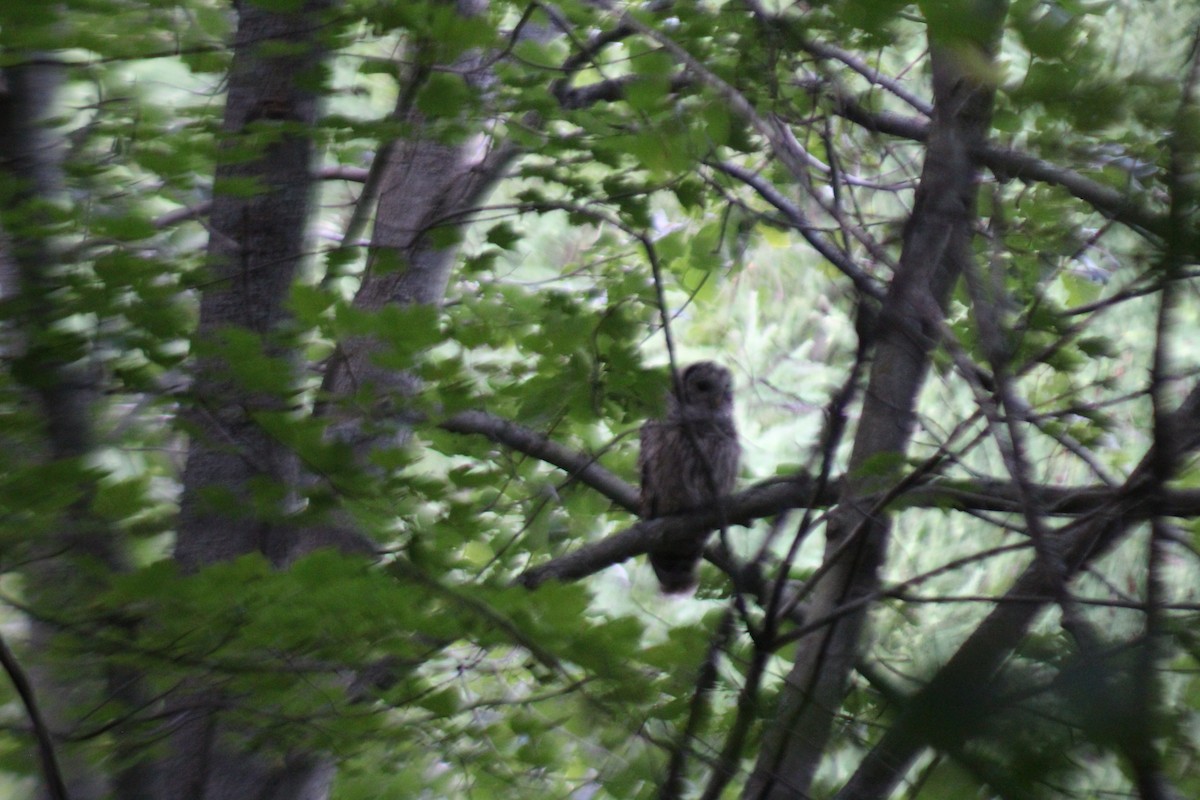 Barred Owl - ML614471676