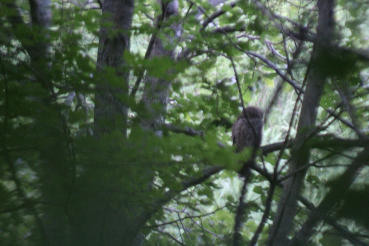 Barred Owl - ML614471678