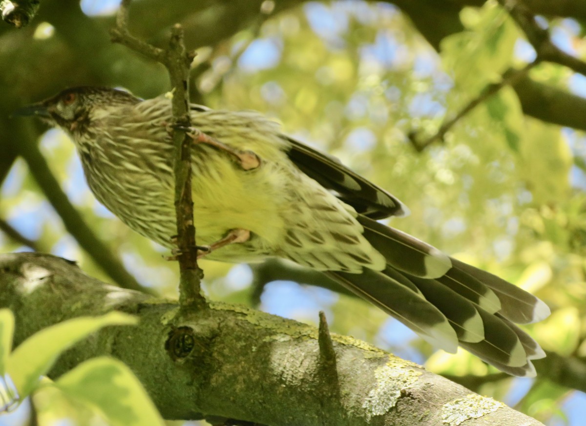 Red Wattlebird - ML614471680