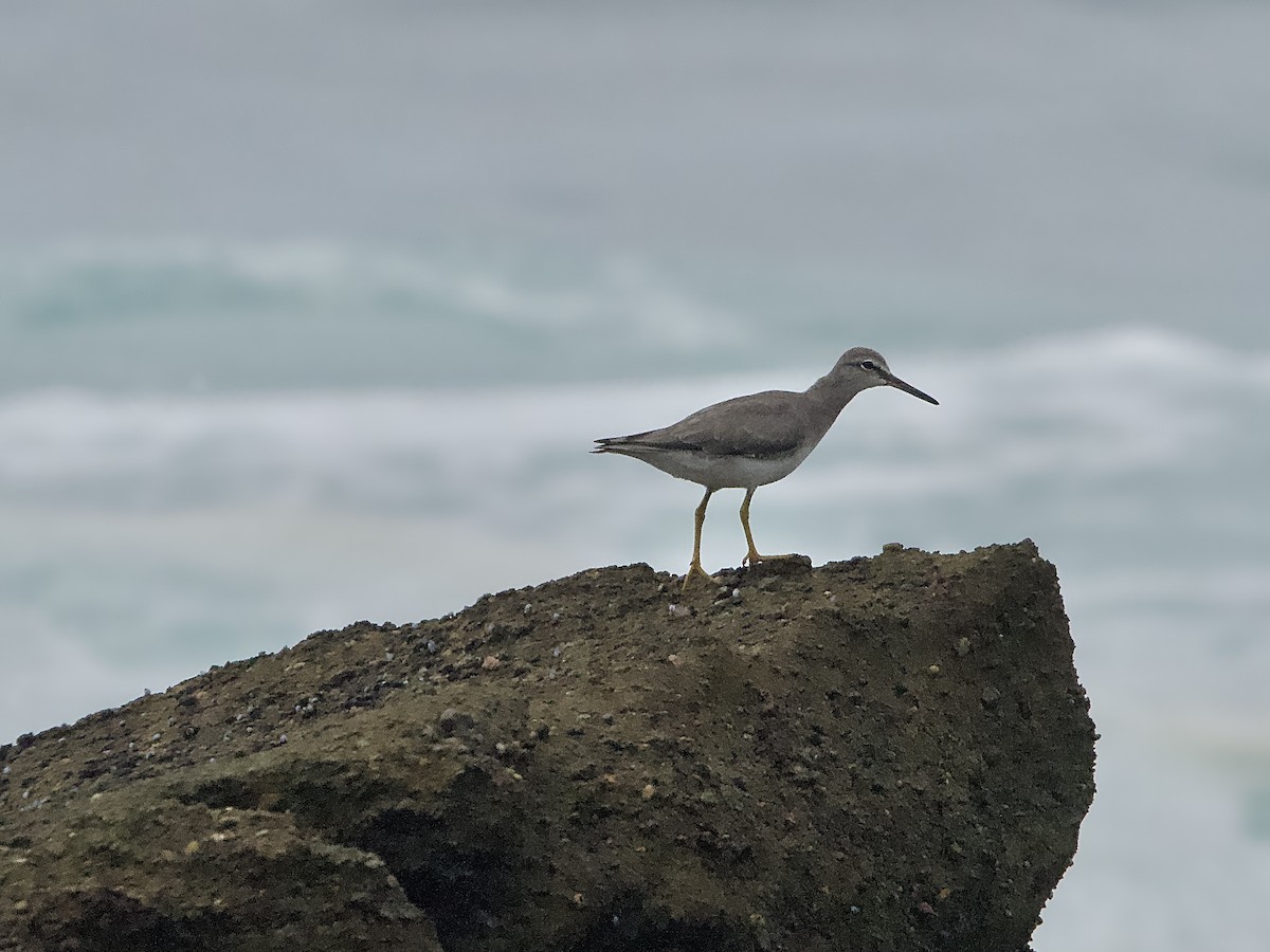 Gray-tailed Tattler - ML614471718