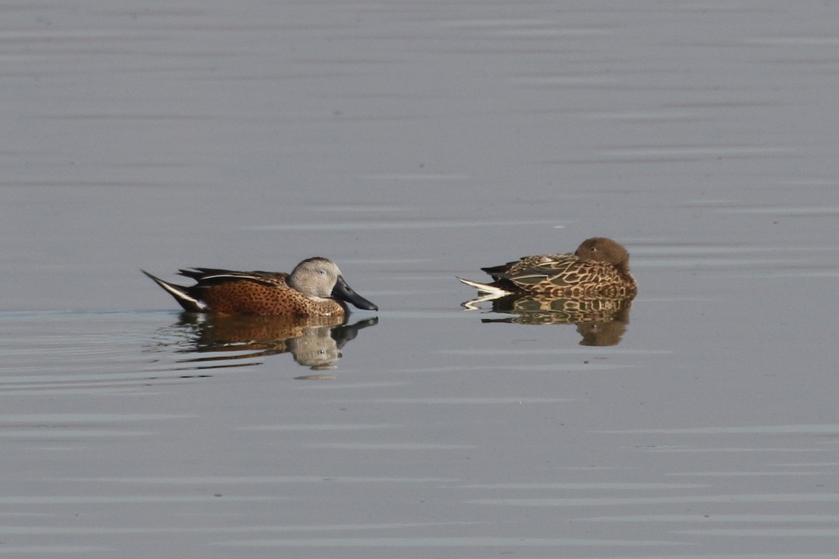 Red Shoveler - ML614471750