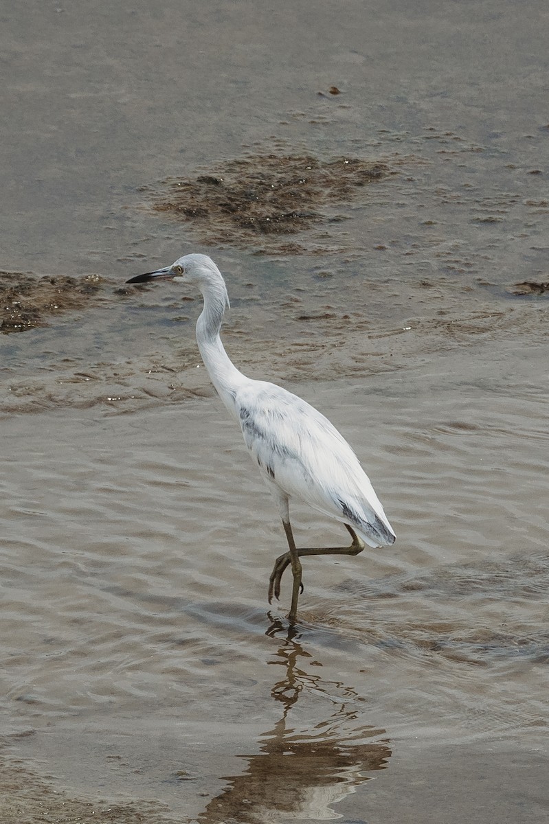 Little Blue Heron - ML614471804