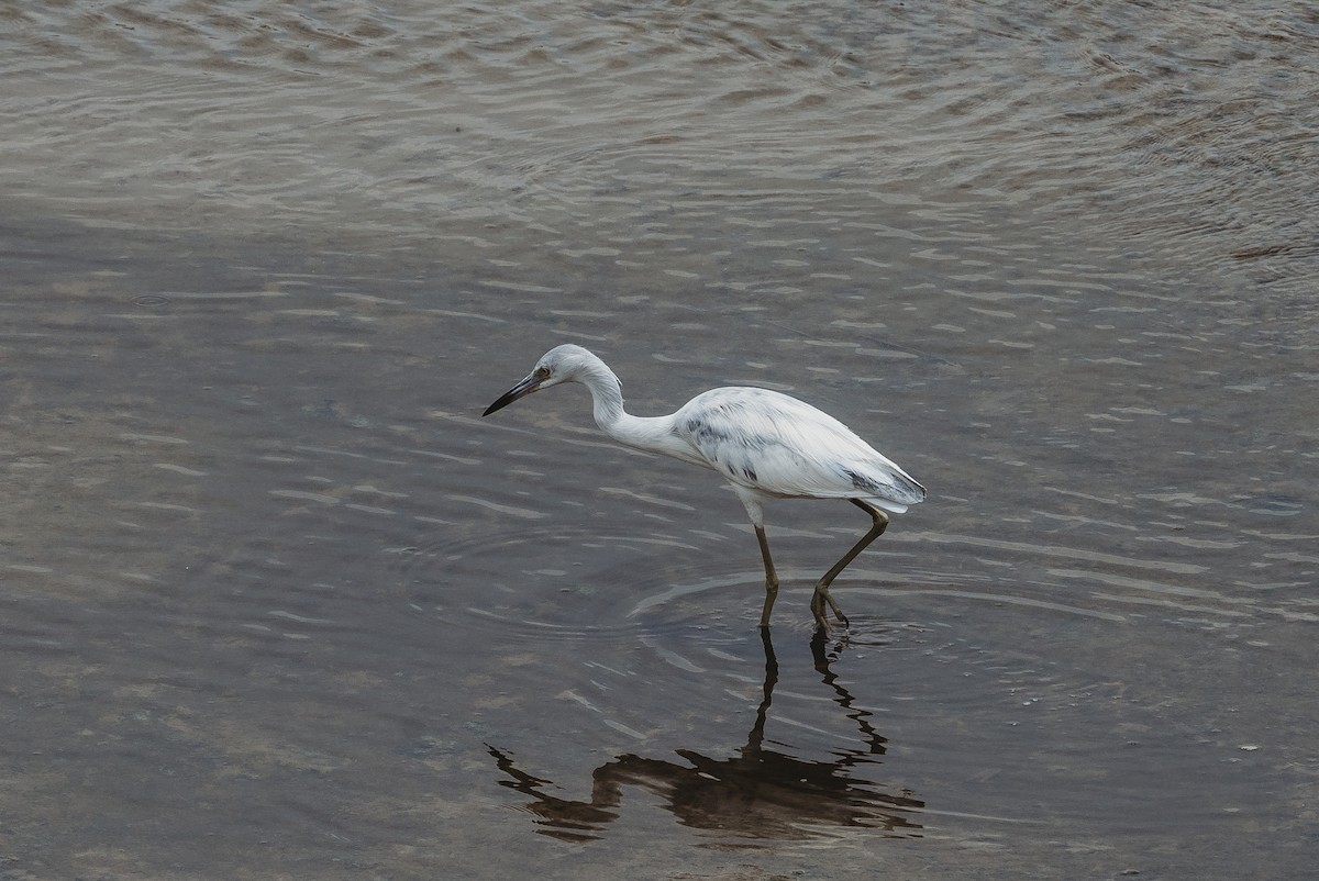 Little Blue Heron - ML614471805