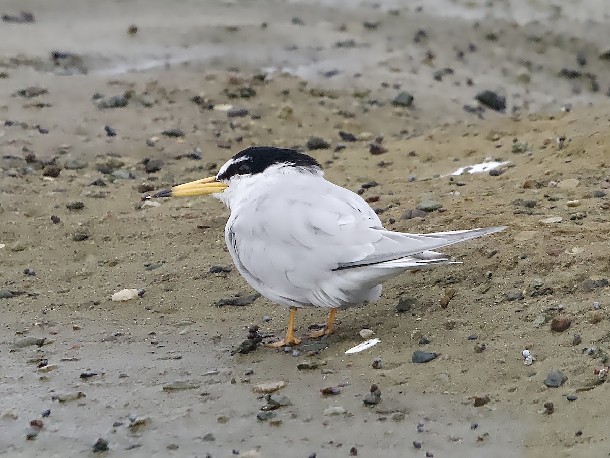 Little Tern - ML614471829