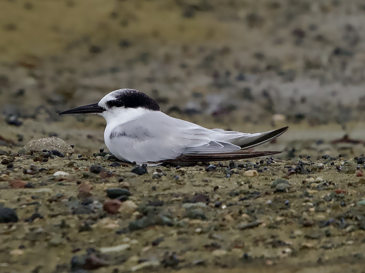 Little Tern - ML614471928