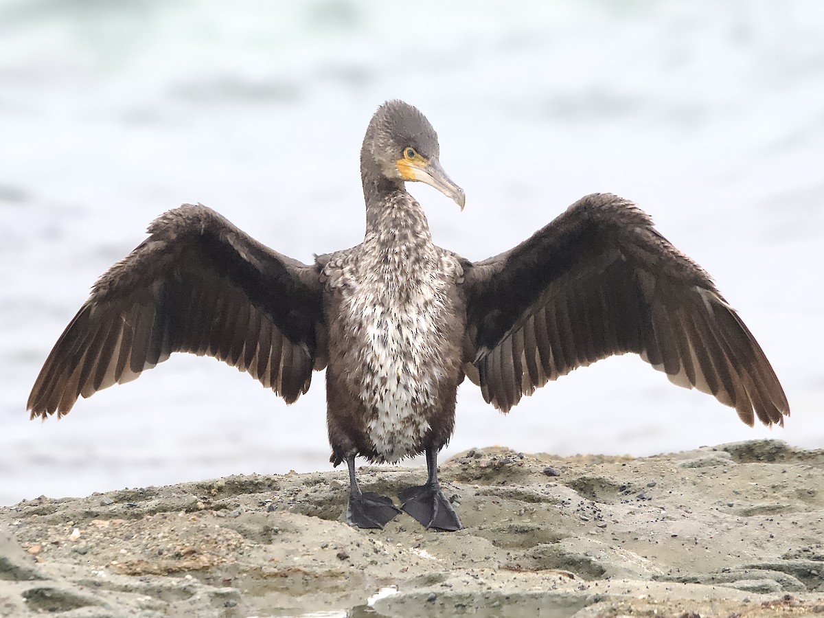 Great Cormorant - ML614471965