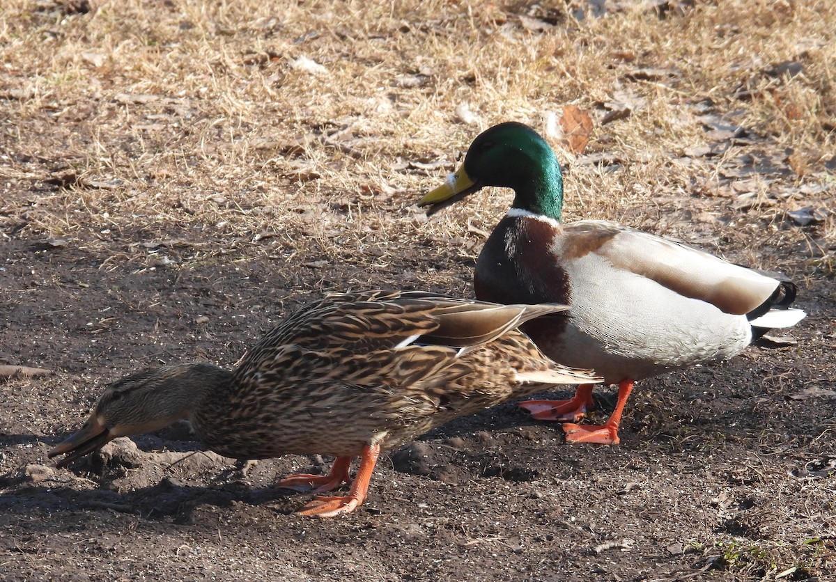 Mallard - ML614472003