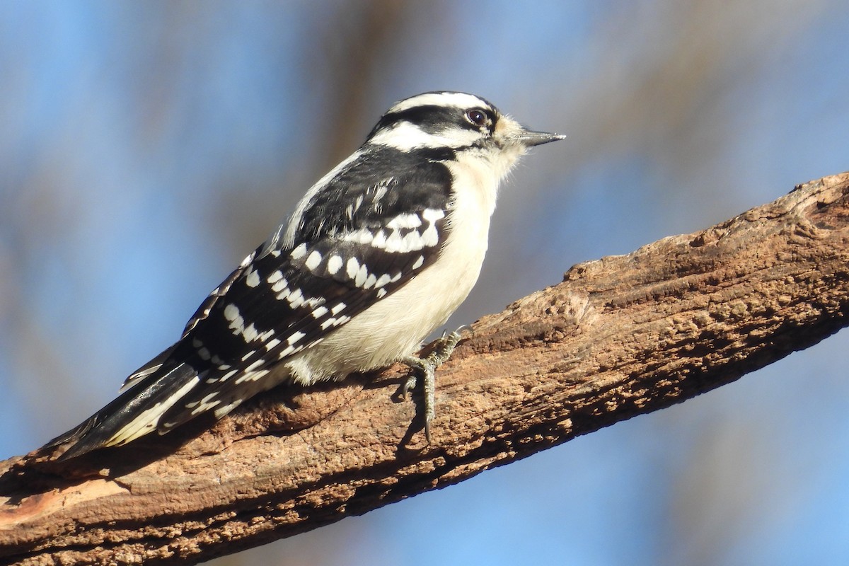 Downy Woodpecker - ML614472006